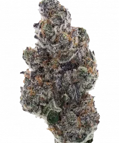 Black Tuna, odunsu aromaları ve yüksek THC içeriğiyle öne çıkan dengeli bir hibrit türdür. Ağrı ve depresyon için potansiyel faydalarını keşfedin.