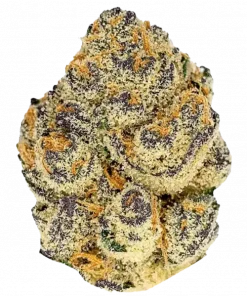 Black Velvet, tatlı narenciye aroması ve dengeli yapısıyla öne çıkan hibrit bir türdür. Zihinsel ve fiziksel etkilerini keşfedin ve detaylı bilgilerini görüntüleyin.