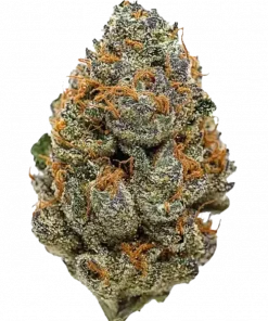 Blackberry, orman meyveleri aroması ve dengeli etkisiyle öne çıkan bir hibrit türdür. Hem Indica hem Sativa genetiğini keşfedin ve özelliklerini görüntüleyin.