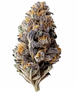 Blackberry Auto, böğürtlen aromaları ve THC oranıyla öne çıkan Indica dominant bir türdür. Yüksek verimli bu türün genetik yapısını keşfedin.