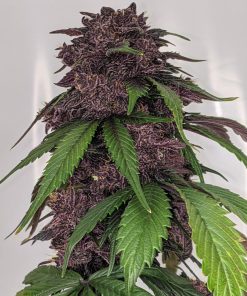 Blackberry Auto Fem Esrar Tohumu (Fast Buds)