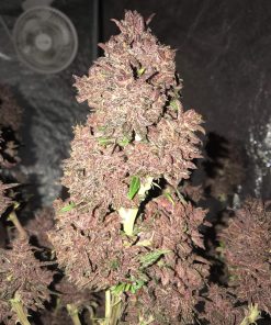 Blackberry Auto Fem Esrar Tohumu (Fast Buds)