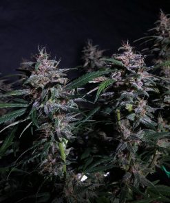 Blackberry Auto Fem Esrar Tohumu (Fast Buds)