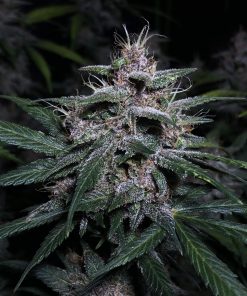Blackberry Auto Fem Esrar Tohumu (Fast Buds)