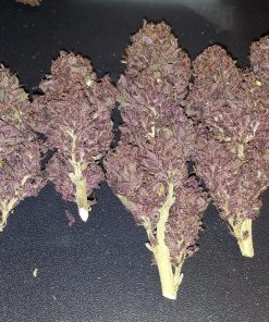 Blackberry Auto Fem Esrar Tohumu (Fast Buds)