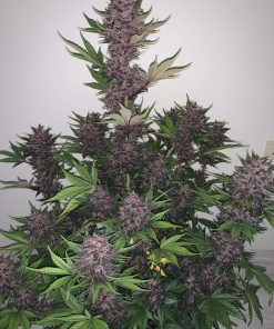 Blackberry Auto Fem Esrar Tohumu (Fast Buds)