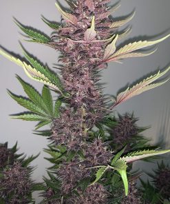 Blackberry Auto Fem Esrar Tohumu (Fast Buds)