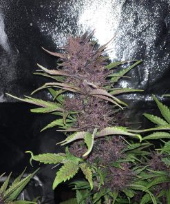 Blackberry Auto Fem Esrar Tohumu (Fast Buds)