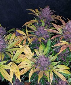 Blackberry Auto Fem Esrar Tohumu (Fast Buds)