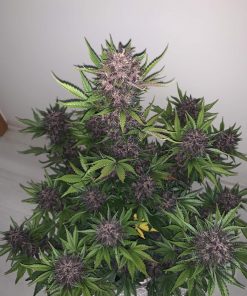 Blackberry Auto Fem Esrar Tohumu (Fast Buds)