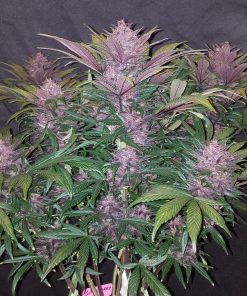Blackberry Auto Fem Esrar Tohumu (Fast Buds)
