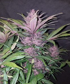 Blackberry Auto Fem Esrar Tohumu (Fast Buds)