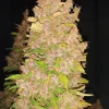 Blackberry Kush Auto Fem Esrar Tohumu (Dutch Passion)