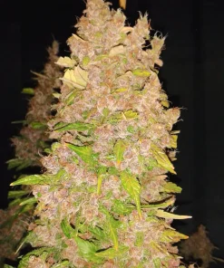 Blackberry Kush Auto Fem Esrar Tohumu (Dutch Passion)