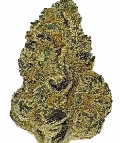 Blackberry Moonshine, tatlı yaban mersini aroması ve rahatlatıcı etkisiyle bilinen Indica dominant bir türdür. Yüksek THC içeriğiyle öne çıkar. Özelliklerini keşfedin.