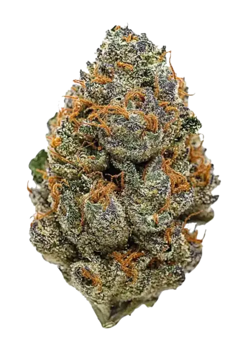 Blackberry, orman meyveleri aroması ve dengeli etkisiyle öne çıkan bir hibrit türdür. Hem Indica hem Sativa genetiğini keşfedin ve özelliklerini görüntüleyin.