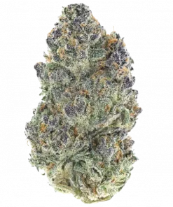 Jungle Boys BLAM, sert yakıtımsı aroması ve dengeli etkileriyle öne çıkan bir hibrit türdür. Yaratıcılığı ve rahatlamayı keşfedin. Hemen görüntüleyin.