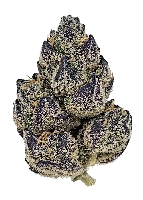 Blissful Wizard, ekşi elma aroması ve THC ile ciğere vuran bir hibrit türdür. Dengeli genetiğini ve eşsiz etkilerini keşfedin.