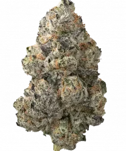 Blooberry Z, yaban mersini ve yakıtımsı aromalarıyla öne çıkan indica dominant bir türdür. Stresi azaltan ve yaratıcılığı artıran bu hibriti keşfedin.