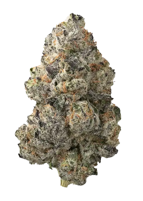 Blooberry Z, yaban mersini ve yakıtımsı aromalarıyla öne çıkan indica dominant bir türdür. Stresi azaltan ve yaratıcılığı artıran bu hibriti keşfedin.