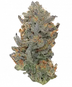 Blood Cherry Spritzer, tatlı papaya ve kiraz aromalarıyla öne çıkan dengeli bir hibrit türdür. Stres ve kaygıyı hafifletici etkilerini keşfedin. Hemen görüntüleyin.