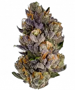 Blood Fire, tatlı kiraz aroması ve dengeli etkileriyle öne çıkan bir hibrit türdür. Anksiyete ve yorgunluğa iyi gelir. Genetik yapısını keşfedin.