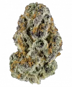 Blood Moon, portakal aroması ve dengeli yapısıyla öne çıkan bir hibrit türdür. Depresyon ve yorgunluğa iyi gelir. Genetik özelliklerini keşfedin.