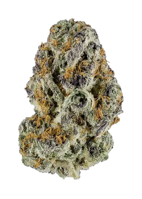 Blood Moon, portakal aroması ve dengeli yapısıyla öne çıkan bir hibrit türdür. Depresyon ve yorgunluğa iyi gelir. Genetik özelliklerini keşfedin.