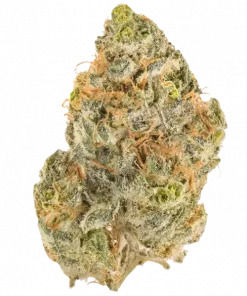 Blood Orange Spritzer, portakal-papaya aromalı, canlandırıcı bir hibrit türdür. Stresi azaltan yapısıyla öne çıkar. Bu eşsiz türü keşfedin.