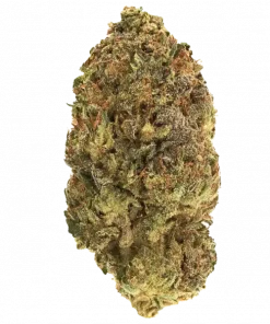 Blood Pie, tatlı kiraz aroması ve yüksek THC içeriğiyle öne çıkan dengeli bir hibrit türdür. Yaratıcılığı artıran ve rahatlatan bu özel türü keşfedin.