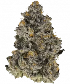 Blood Shot, benzersiz narenciye aroması ve dengeli etkileriyle öne çıkan bir hibrit türdür. Vietnam ve Tangie genetiğini keşfedin, potansiyel faydalarını görüntüleyin.