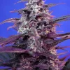 Bloody Skunk ® Auto Fem Esrar Tohumu (Sweet Seeds)