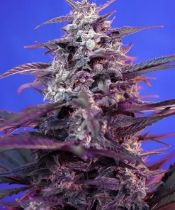 Bloody Skunk ® Auto Fem Esrar Tohumu (Sweet Seeds)