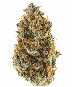 Bloody Zundae, tatlı meyve aromaları ve dengeli etkileriyle öne çıkan bir hibrit türdür. Stres ve ağrı için ideal. Genetik yapısını keşfedin.