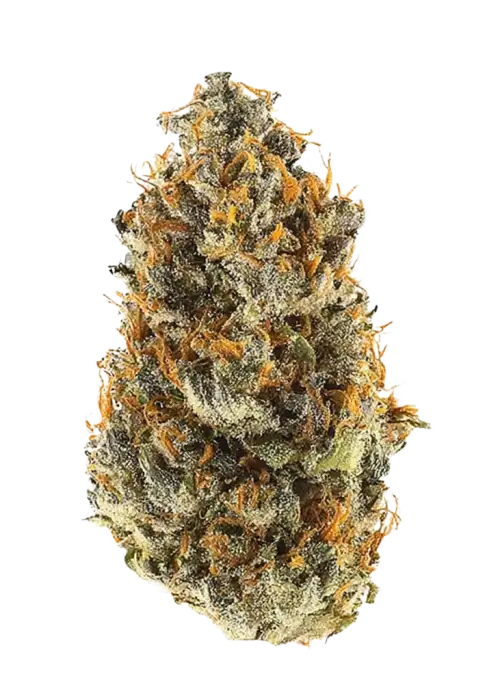 Bloody Zundae, tatlı meyve aromaları ve dengeli etkileriyle öne çıkan bir hibrit türdür. Stres ve ağrı için ideal. Genetik yapısını keşfedin.