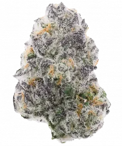 Bloogatti, tatlı meyve aromaları ve dengeli etkisiyle öne çıkan bir hibrit türdür. Yaratıcılığı destekleyen bu özel türün genetik yapısını keşfedin.