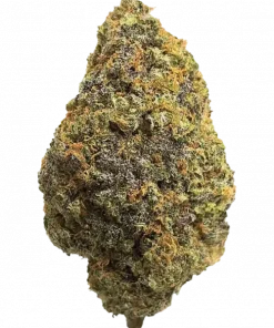 Blooius Vuitton, sert benzin kokusu ve tatlı yaban mersini aromalarıyla öne çıkan Indica baskın bir türdür. Bu eşsiz türün genetik yapısını keşfedin.