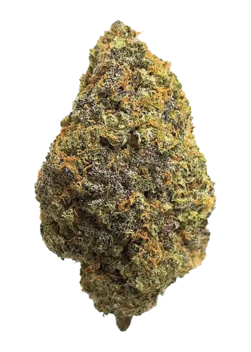 Blooius Vuitton, sert benzin kokusu ve tatlı yaban mersini aromalarıyla öne çıkan Indica baskın bir türdür. Bu eşsiz türün genetik yapısını keşfedin.