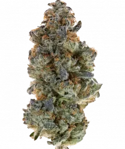 Blue Agave, turunçgil ve yakıtımsı aromalarıyla öne çıkan dengeli bir hibrit türdür. THC ile rahatlatıcı etkilerini keşfedin ve genetik yapısını görüntüleyin.