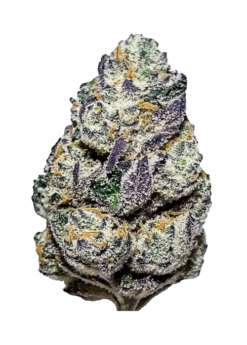 Blue Biscotti, tatlı yaban mersini aroması ve THC içeriğiyle öne çıkan indica baskın bir türdür. Rahatlatıcı etkileri ve genetik yapısını keşfedin.