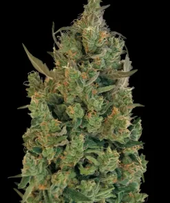 Blue Cheese AKA Blueberry Cheese Feminized Esrar Tohumu (Barney's Farm)