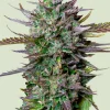 Blue Cheese Auto Fem Esrar Tohumu (Royal Queen Seeds)