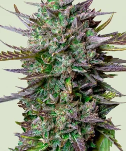 Blue Cheese Auto Fem Esrar Tohumu (Royal Queen Seeds)