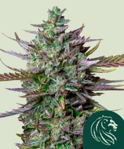 Blue Cheese Auto Fem Esrar Tohumu (Royal Queen Seeds)