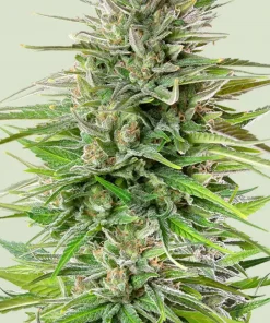 Blue Cheese Feminized Esrar Tohumu (Royal Queen Seeds)