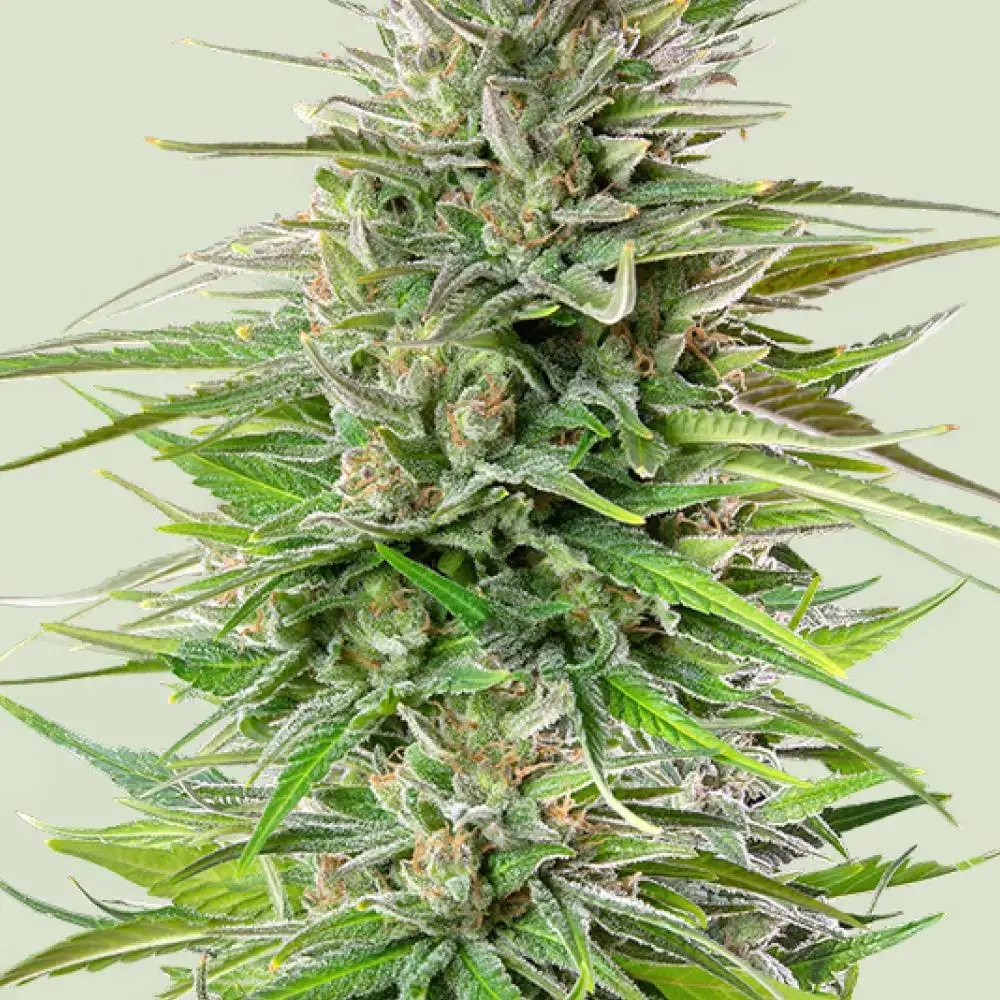 Blue Cheese Feminized Esrar Tohumu (Royal Queen Seeds)