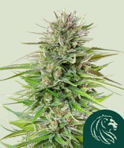 Blue Cheese Feminized Esrar Tohumu (Royal Queen Seeds)