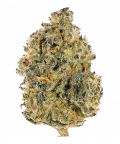 Blue Cherry Gelato, yaban mersini aroması ve yüksek THC içeriğiyle bilinen dengeli bir hibrit türdür. Hızlı çiçeklenme süresiyle öne çıkar. Özelliklerini keşfedin.