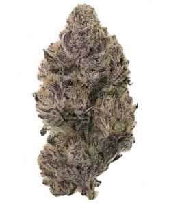 Blue Dashi, yakıtımsı ve tatlı meyve aromalarıyla öne çıkan dengeli bir hibrit türdür. Yüksek reçine üretimiyle bilinir. Bu eşsiz türü keşfedin.