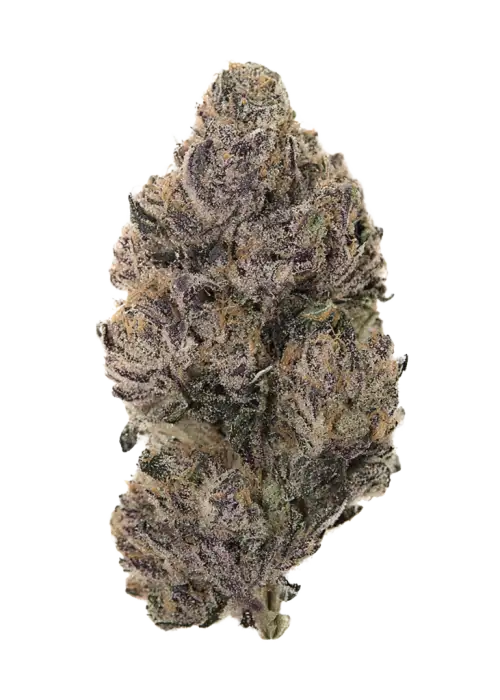 Blue Dashi, yakıtımsı ve tatlı meyve aromalarıyla öne çıkan dengeli bir hibrit türdür. Yüksek reçine üretimiyle bilinir. Bu eşsiz türü keşfedin.